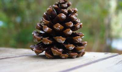 What is Pinecone AI? A Guide to the Craze Behind Vector Databases